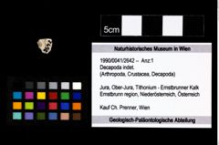 Foto (Objekt + Etikett) von Decapoda indet.  (NHMW-GEO-1990-0041-2642)